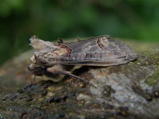 Abrostola triplasia, Donker brandnetelkapje, een uil die in enkele generaties vliegt van april tot oktober. Komt op veel plaatsen voor, de waardplant is Grote brandnetel en Hop.